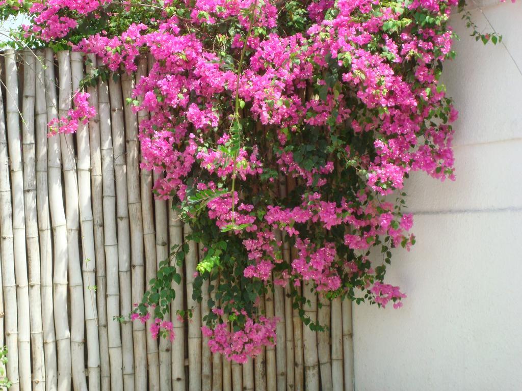 芒果别墅酒店 阿比让 外观 照片